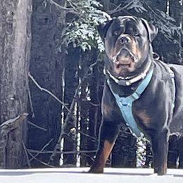 Rottweilers from Kevin's Rottweilers