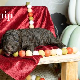 Turnip - Brown female Poodle puppy in Spring Branch, Texas from Mezzo Poodles