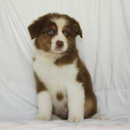 Aurora - Red tri-color female Australian Shepherd puppy in Richmond, Texas from Big Zen Aussies
