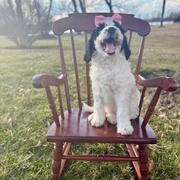 Muffin - Black and white female Bernedoodle puppy in Silver Lake, Indiana from ‘Mut’zger Doodles