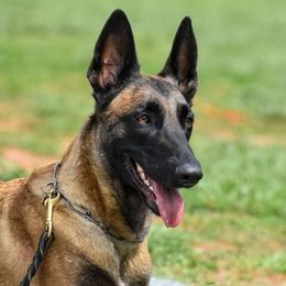 Una - Belgian Malinois