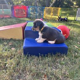 6 - Blue female Pembroke Welsh Corgi puppy in Sparta, New Jersey from CrestCottage Corgis