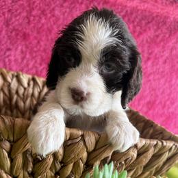 Angel - Liver and white female English Springer Spaniel puppy in North Carolina from Ebenezer Valley ESS