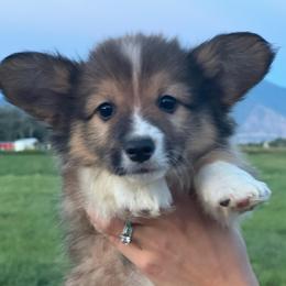 Bubba - Sable male Pembroke Welsh Corgi puppy in Benjamin, Utah from Nuna’s  Corgis