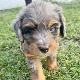 Freddie - Blue merle male Bernedoodle puppy in Springville, Utah from Oodles of Bernedoodles