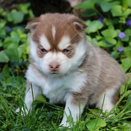 Pomeranian and Pomsky Puppies from Husky Hill Kennel