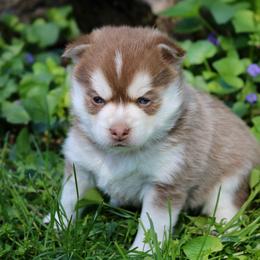 Pomeranian and Pomsky Puppies from Husky Hill Kennel