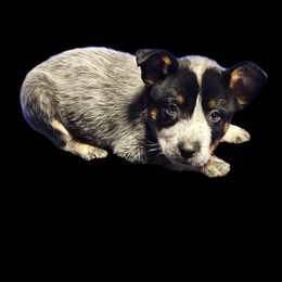 Boy 2 - Blue male Australian Cattle Dog puppy in Dalton, Pennsylvania from Whiteduck Mountain Kennel AKC Australian Cattle Dogs and AKC Fox Red Labrador Retrievers