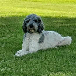 Lucy - Poodle