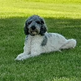 Lucy - Poodle
