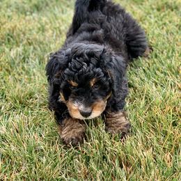 Bernedoodle and Goldendoodle Puppies from It’s A Puppy Thing