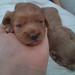 Jessie - Red female Cavapoo puppy in Centerton, Arkansas from Velvet Paws Cavapoos