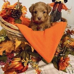 Assorted Doodle Crosses Puppies from Cotton Rose Kennels