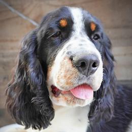 Boy 1 - Black white and tan male English Springer Spaniel puppy in Great Falls, Montana from Big Sky Springers