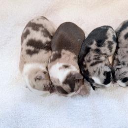 Miniature Australian Shepherd Puppies from Aussie Gems