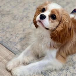 Chevy - Cavalier King Charles Spaniel