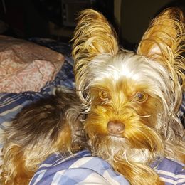 Kodi - Yorkshire Terrier