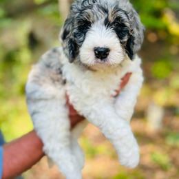 Duce - Merle male Bernedoodle puppy in Natural Bridge, Virginia from Rockbridge Puppies