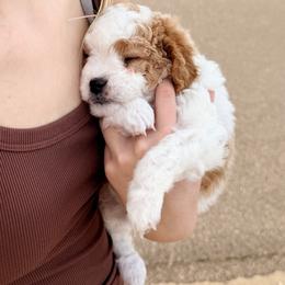 Cavapoo Puppies from Patriot Pups Cavapoos