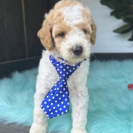 Benny - Parti male Goldendoodle puppy in Graham, North Carolina from Geise Meadow Doodles