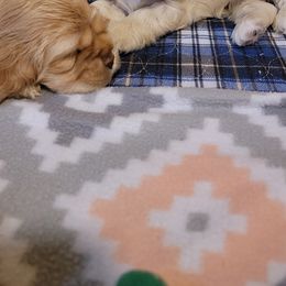 Cocker Spaniel Puppies from Kellie's Cocker Spaniels