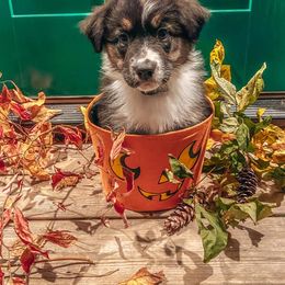 Australian Shepherd Puppies from Whiteley Way Australian Shepherds