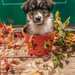 Australian Shepherd Puppies from Whiteley Way Australian Shepherds