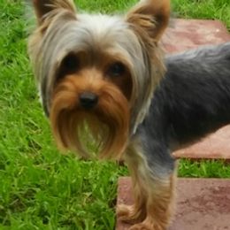 Yorkshire Terriers from Shelly's Yorkies