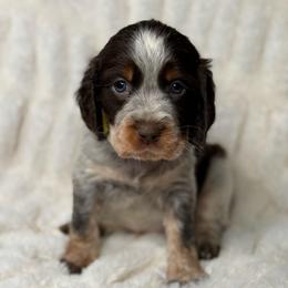 Yellow girl - Tri-Roan female English Springer Spaniel puppy in Fairfield, California from Goldridge Springers