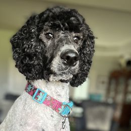 Poodles from DH Poodles