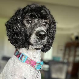 Poodles from DH Poodles