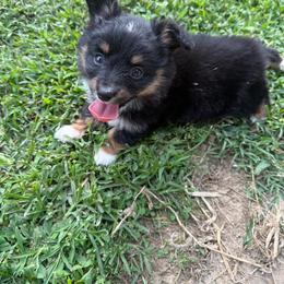 Jazzy - Black tri female Toy Australian Shepherd puppy in Puryear, Tennessee from A&W Toy Aussies