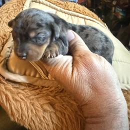 Snuggles - Dapple female Dachshund puppy in South Haven, Kansas from Keen's Dachshunds