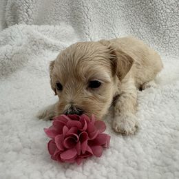 Dark brown - Apricot female Maltipoo puppy in Denair, California from 209PuppiesCaliforniaMaltipoo