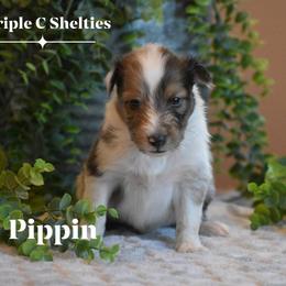 Pippin - Sable merle and white male Shetland Sheepdog puppy in Gladbrook, Iowa from T Triple C Shelties