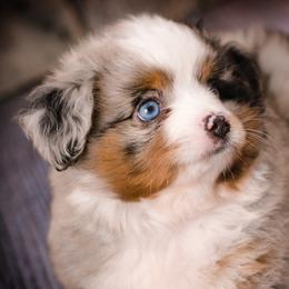 Toy Australian Shepherd Puppies from No Limit Ranch Miniature and Toy Australian Shepherds