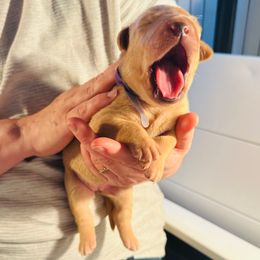 Purple Girl - Yellow female Labrador Retriever puppy in Rock Hill, South Carolina from North Star Retrievers