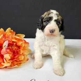 Grasshopper - Sable and white male Cockapoo puppy in Mancelona, Michigan from Lavender poodles & doodles