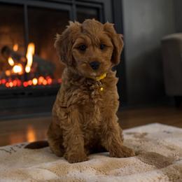 Star - Red female Cavapoo puppy in Gainesville, Florida from Alyssa Xxweetdoodles