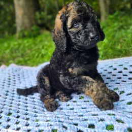 Ash - Brindle female Poodle puppy in Troy, New Hampshire from SP Standard Poodles