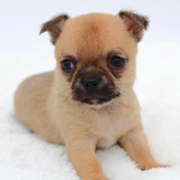 Fig - Black sabled fawn male Chihuahua puppy in Forsyth, Georgia from Brooks Grove Canines LLC