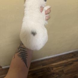 Juliet - Sable and white female Siberian Husky puppy in Winston, Oregon from Frozen Heart Huskies