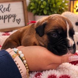 Red - Fawn male Boxer puppy in Washington from Serenity Boxers