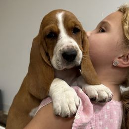 Basset Hound Puppies from K&B Farms & Bassets