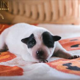 Pippin (AKC) - Blue female Australian Cattle Dog puppy in Marana, Arizona from Impact 3rd Australian Cattle Dogs