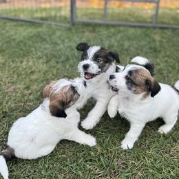 Russell Terrier Puppies from Roger's Russell Terriers