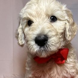 Red Collar Boy - Cream Goldendoodle puppy in Richmond, Virginia from Kessi Doodles