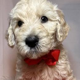 Red Collar Boy - Cream Goldendoodle puppy in Richmond, Virginia from Kessi Doodles
