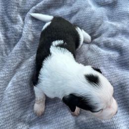 Boy 1 - Black tri-color male Aussiedoodle puppy in Reddick, Florida from Cooper’s Mini Doodles