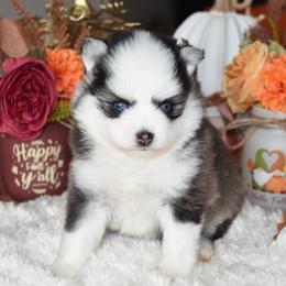 Dave - Black and white male Pomsky puppy in Chino Valley, Arizona from Rose Peek Pomskies